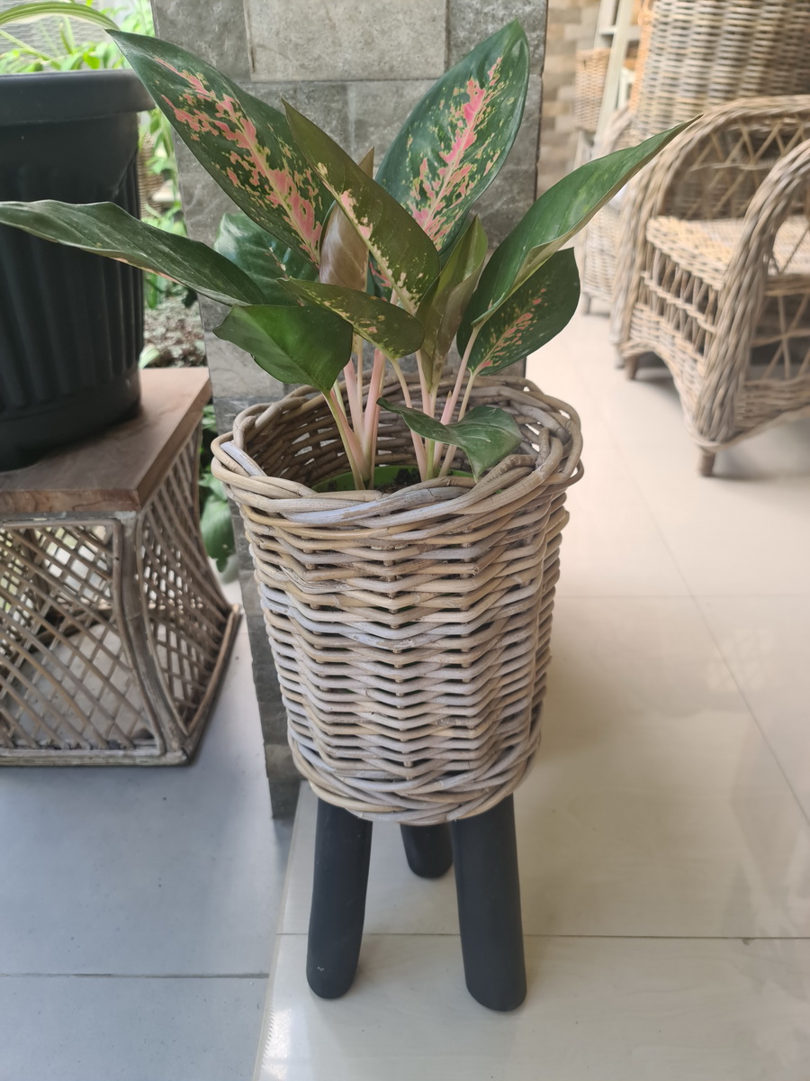 widhya-wholesale