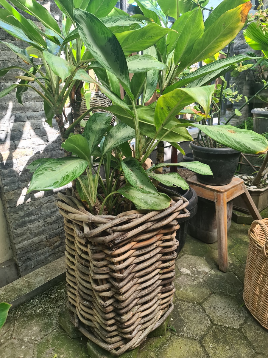 widhya-wholesale