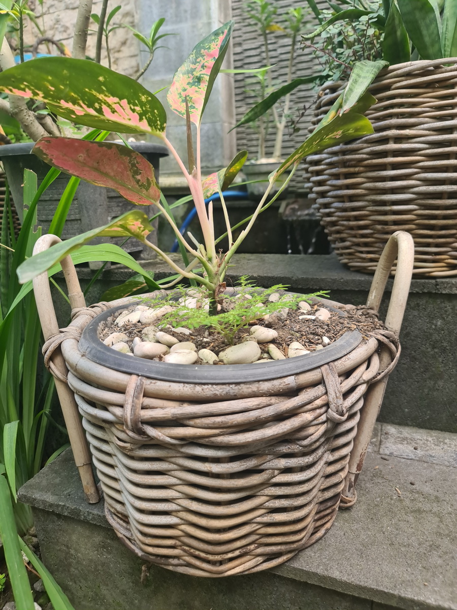 widhya-wholesale